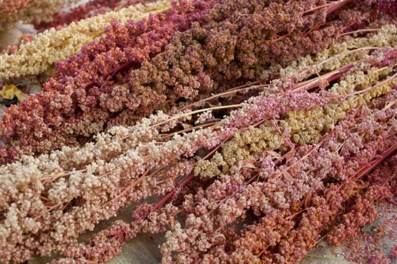 Quinoa Carmen - Igazi amaránt, gabona különlegességek az Egzotikus Növények Stúdiója kínálatából